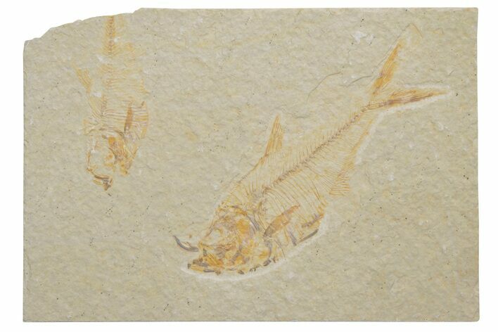 Multiple Fossil Fish (Diplomystus) Plate - Wyoming #217564